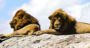 Rabies threatens our lion