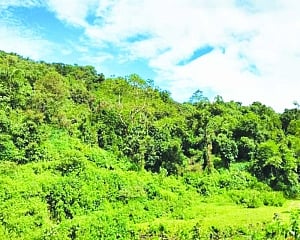 Rescue biodiversity first