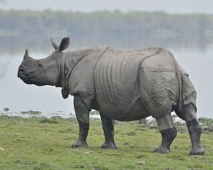 Rhino found dead in Dudhwa Tiger Reserve