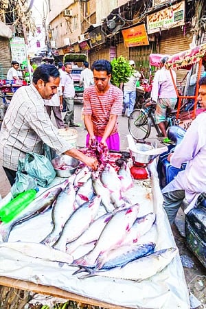 Something fishy