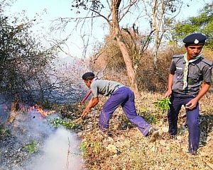 Stop the flame of the forest