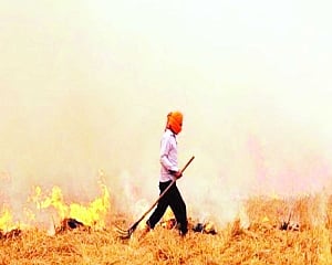 Stubble burning cheaper for farmers