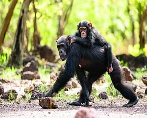 THE HUMAN SIDE OF animals