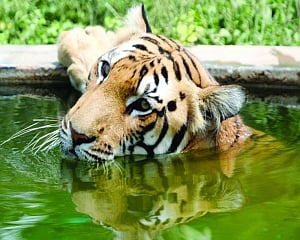 Tiger tales