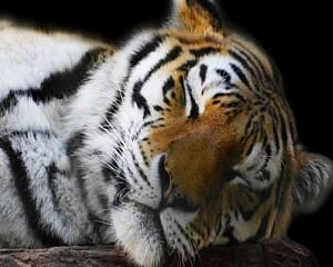 Tigress, two cubs found dead in Maharashtra