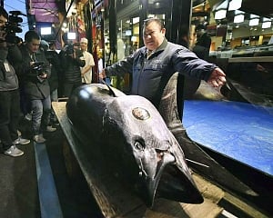 USD 3.1 million paid in New Year's tuna auction at Japan's new market