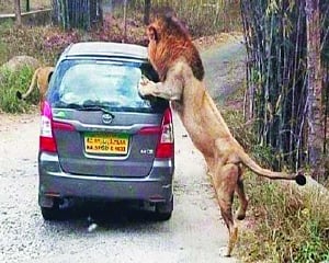 Wild chase