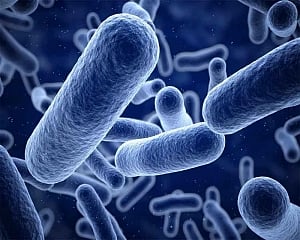 'Novel device to detect harmful bacteria in food sample'