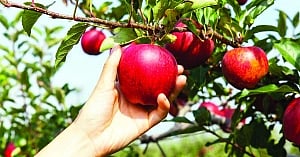Apple of my garden