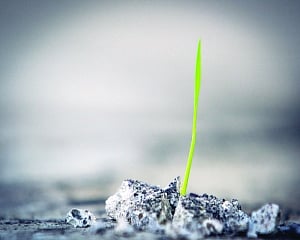 Astroturf | Seeds of future are in present