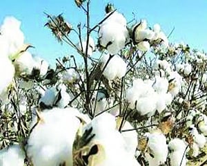 CAI revises cotton production upwards to 360 lakh bales for 2019-20