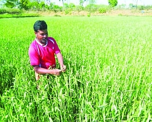 Farmers’ woes