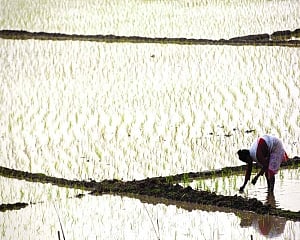 Fasal Bima Yojana tweaked for farmers’ benefit, voluntary now