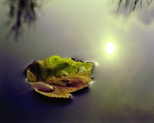 Finding Peace in these times