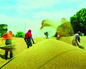 Govt’s MSP paddy procurement rises 20.25% so far this kharif season
