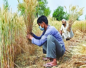 Harvesting problem crops up in lockdown
