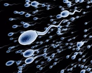 Human sperm swims in entirely different way than earlier thought