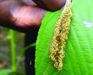 ICAR-CRIJAF stands for jute farmers