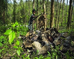 Importance of forests