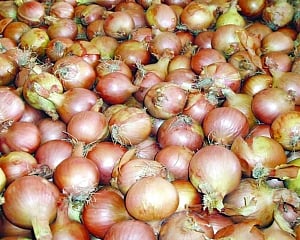 Imported onions tear Govt up