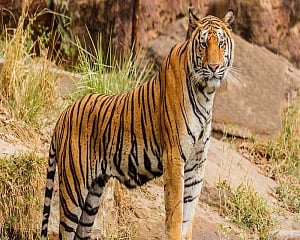 India loses 750 tigers in last eight years; MP, Maharashtra report maximum casualties: Govt