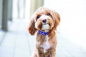 It’s a paw-fect vacation