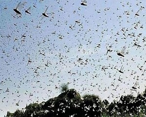 Locust attacks posing serious threat to food security in parts of East Africa, India: WMO
