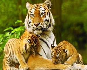 Majestic lives matter