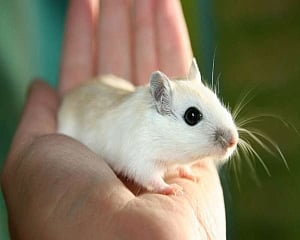 Moderna vaccine candidate protects mice from COVID-19: Study