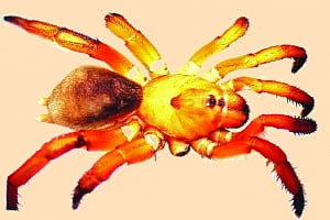 New species of arachnida discovered