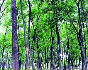 Now, a green fund