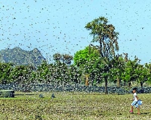 Pak locusts invade Raj, Guj, Punjab
