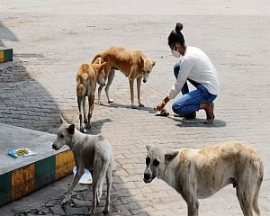 Stray dogs may have played role in novel coronavirus origin: Study