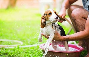 Take care of your furry friends