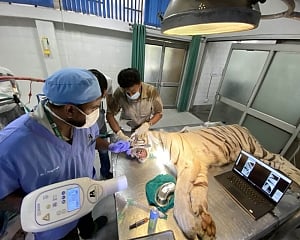 White tigress at Delhi zoo undergoes dental procedure