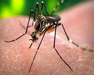 15 Zika virus cases so far in Kerala