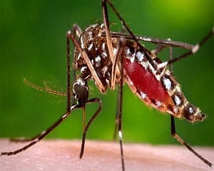 2 more test positive for Zika in Kerala; total now 46