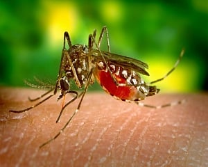 30 more people test positive for Zika virus in Kanpur, tally rises to 66