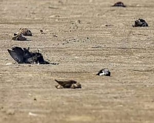 50 birds die in Delhi, officials look into avian flu angle