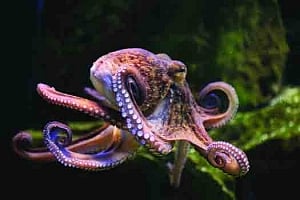 Agony Ant vs Octopi