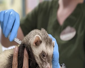 Big cats, bears, ferrets get COVID-19 vaccine at Oakland Zoo
