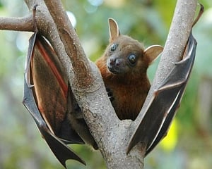 Boy dies of Nipah virus in Kerala, Central team rushed to state