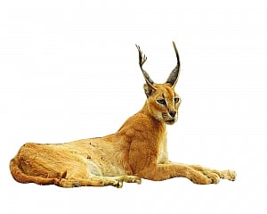 Caracal endangered species now