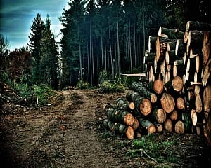 Deforestation in India during British rule