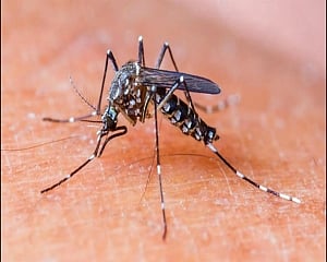 Dengue cases in Delhi cross 1,000-mark; over 280 fresh cases in one week