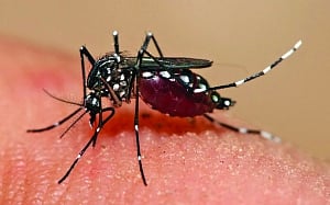 Dockyard: Know all about Dengue