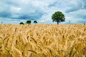 GDP euphoric; agriculture alone can sustain India