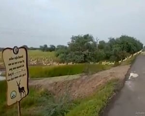 Guj: Video showing hundreds of blackbucks crossing road goes viral; PM Modi calls it 'excellent'