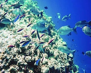 How Maldives Can Create a New Industry in Coral Propagation