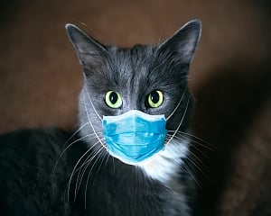 Human to cat transmission of Covid virus found in UK